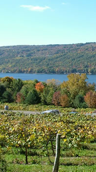 Our grapes... our lake.